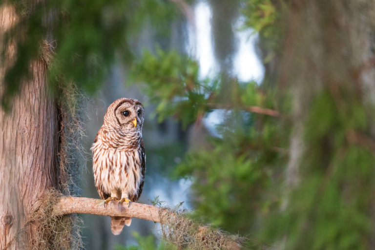 Barred Owl at Circle B Bar Reserve