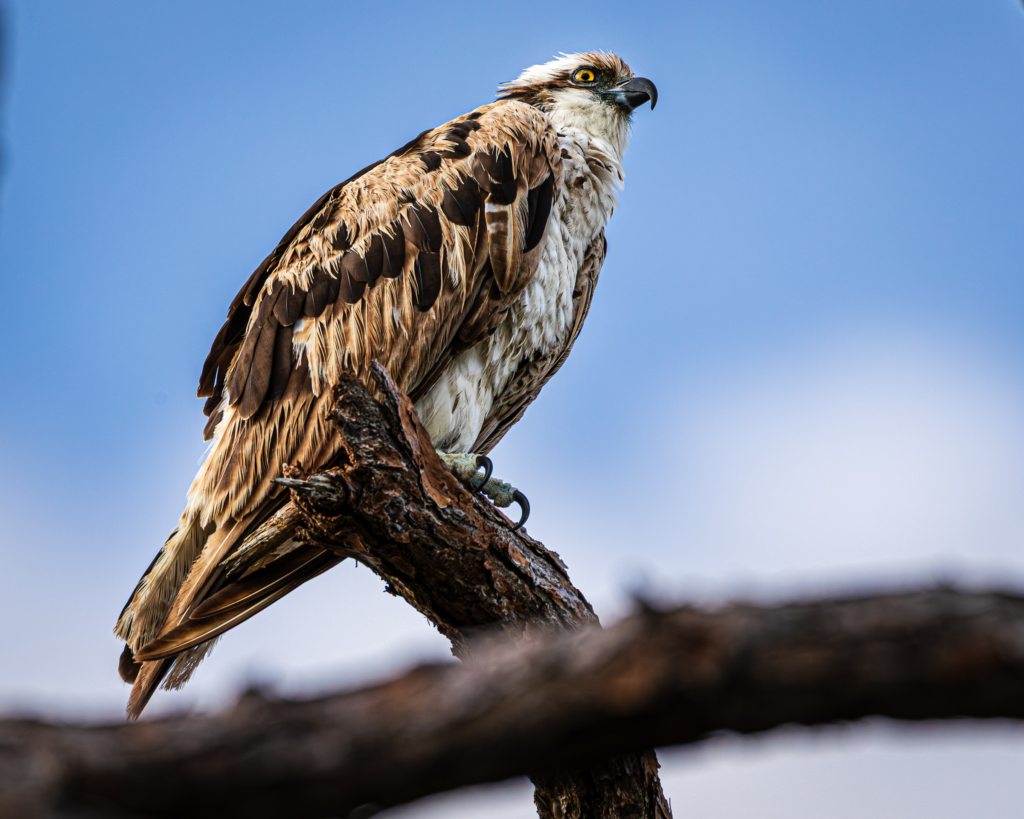 Osprey