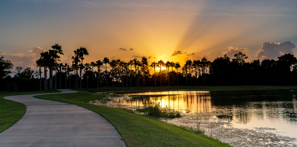 Sunset and palms