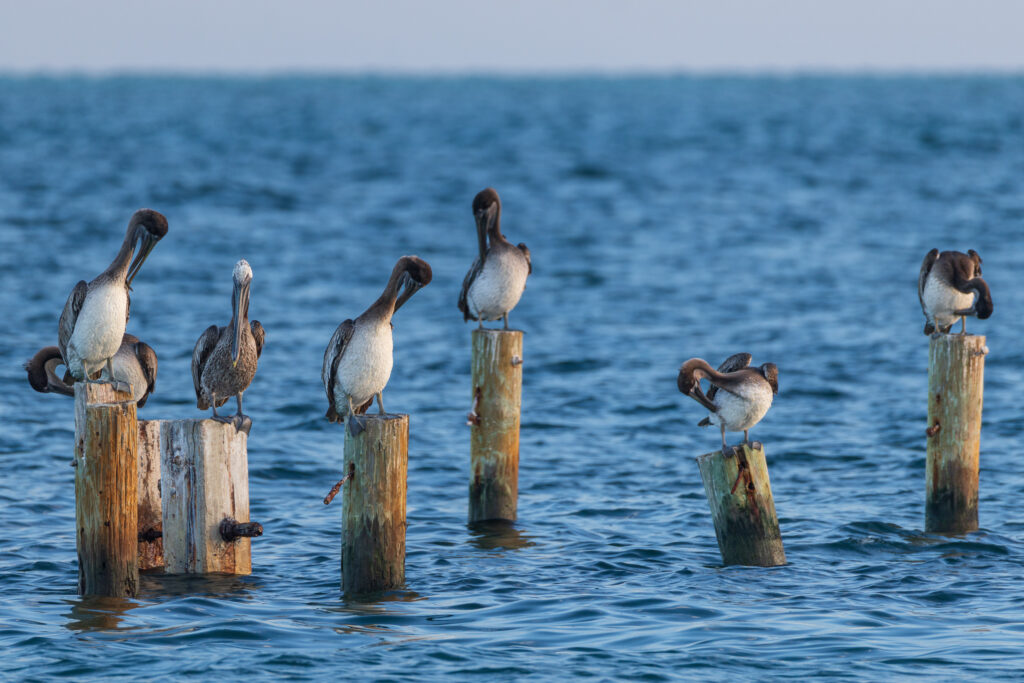 Pelicans just hanging around